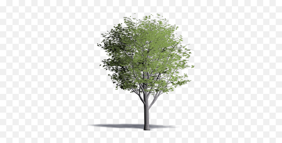 Bim Object - Trees Elm Tree 3 Plants Polantis Revit Archicad Baum Png,Araucaria Tree Brazil Icon