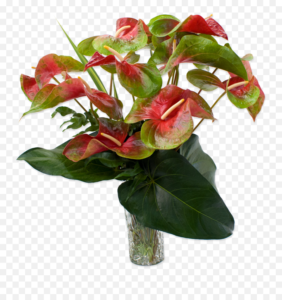 Red And Green Obake Anthurium Hawaiian Flowers - Anthurium Flowers Plant Png,Hawaiian Flowers Png