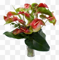 Red And Green Obake Anthurium Hawaiian Flowers - Anthurium Flowers Plant Png,Hawaiian Flowers Png