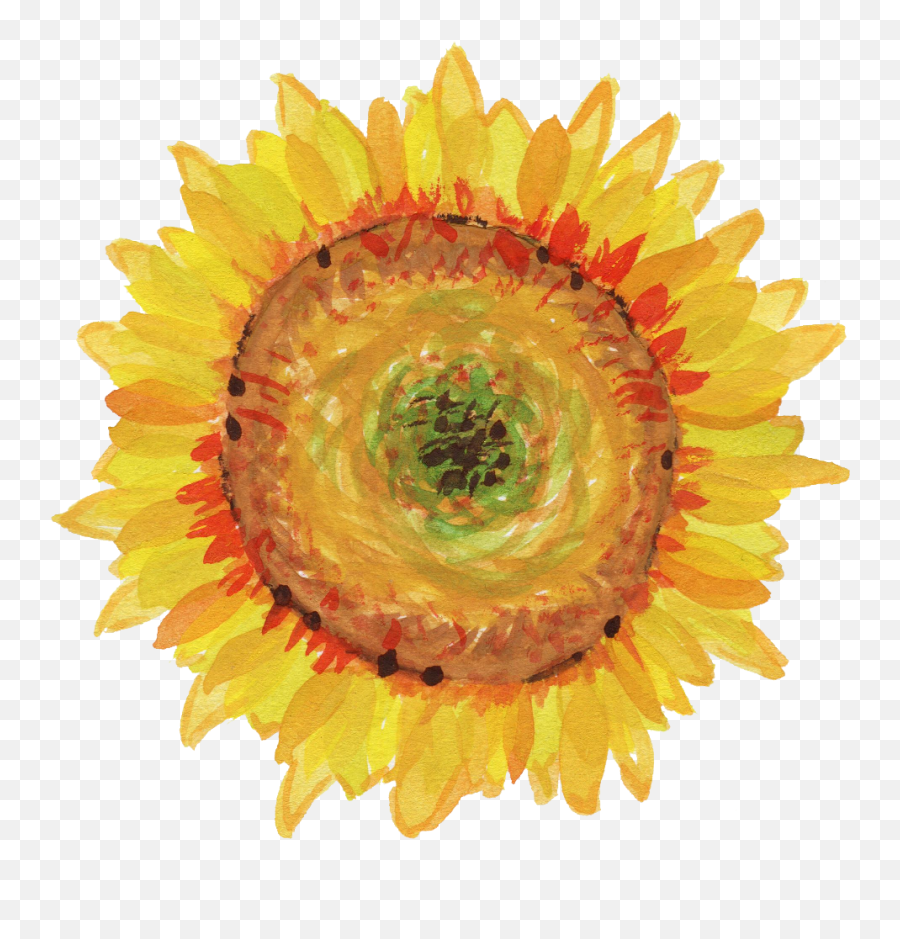 5 Watercolor Sunflower Transparent - Girasol Acuarela Png,Watercolor Sunflower Png