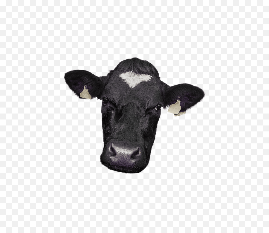 Cow Face Png Picture - Cow Face Png,Cow Emoji Png