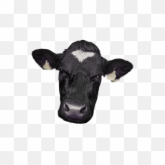 Cow Face Png Picture - Cow Face Png,Cow Emoji Png
