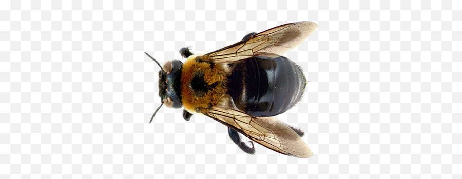 Bee Picture Png Images Download Honey - Free Large Types Of Bee,Bee Transparent Background