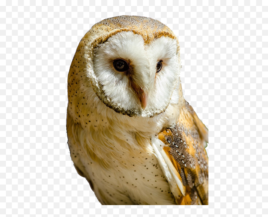 Barn Owl Transparent Png - Barn Owl Clip Art,Owl Transparent