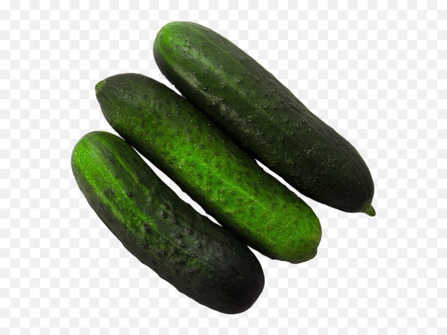 Gourd Png - Download High Resolution Png Pickled Cucumber Pepino,Gourd Png