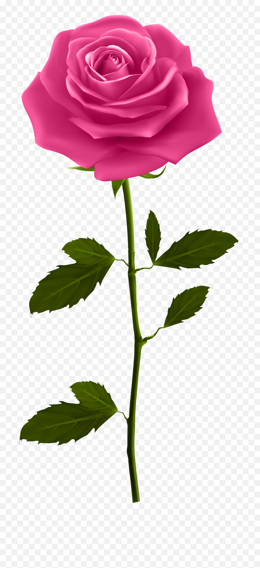 Download Red Rose Petals Png - Pink Rose With Stem Purple Rose Png,Rose Petals Png