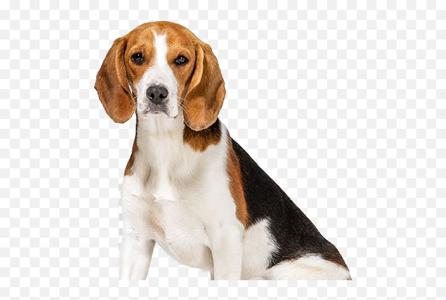 Beagle - Beagle Png,Beagle Png