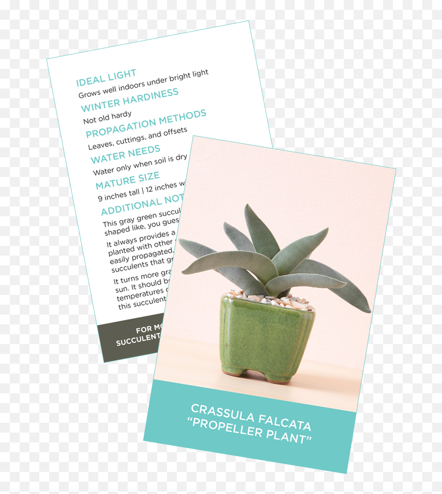 Succulent Identification Cards Succulents And Sunshine - Flowerpot Png,Succulent Png