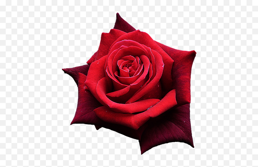 Png Rose Rouge - One Red Rose Flower Transparent Cartoon One Flower Rose Png,Red Flower Png