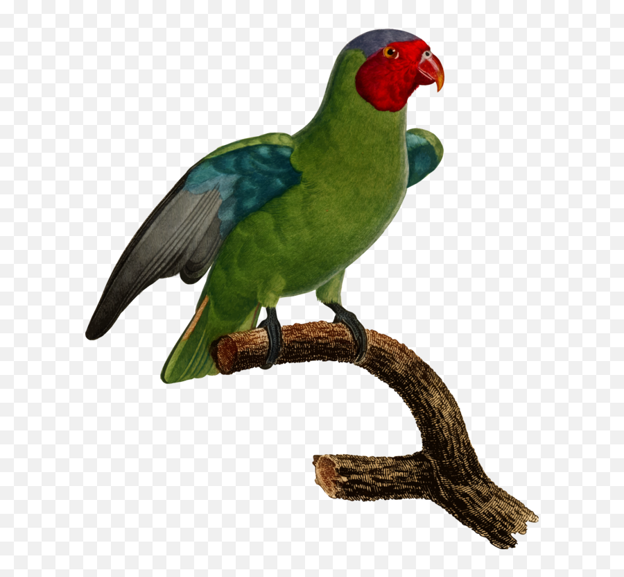 Budgerigar Parrot Lovebird Parakeet - Parrot Clipart Full Parrots Png,Parakeet Png