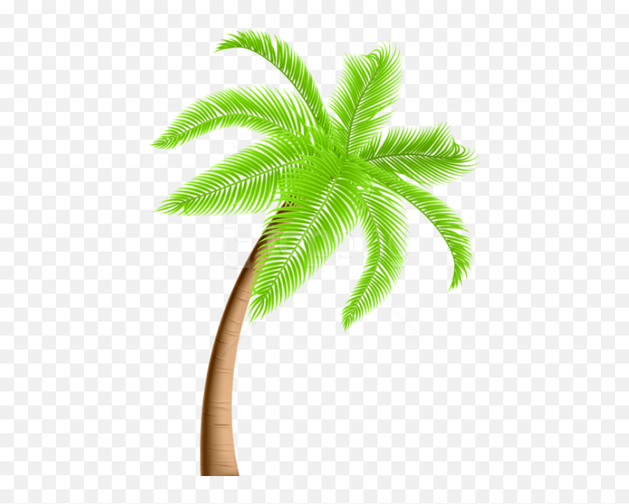 Palm Tree Png Images Background - Transparent Background Palm Tree Png Clipart,Palm Tree Transparent
