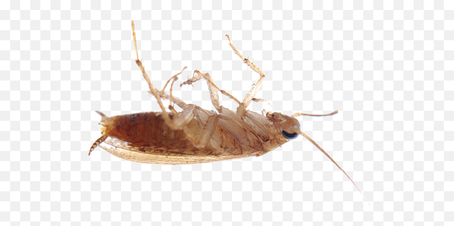 Pest Control - Bug Png,Cockroach Transparent