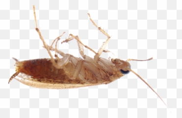Pest Control - Bug Png,Cockroach Transparent