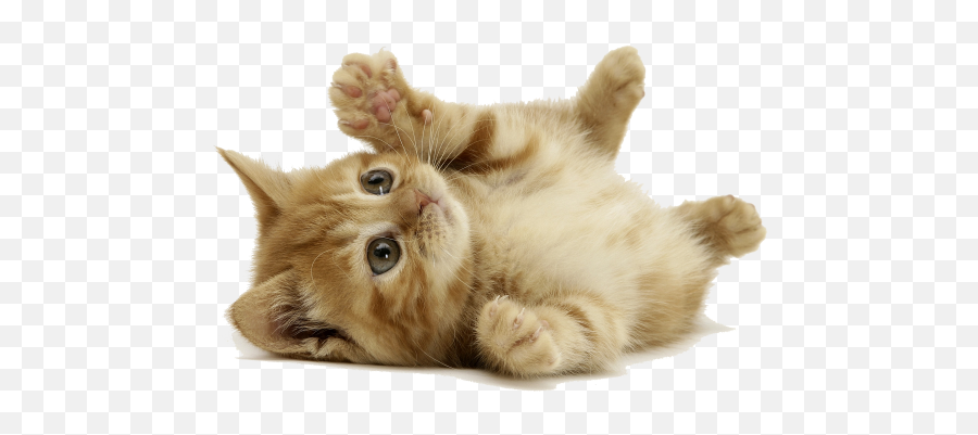 Download Orange Cat Lay Down - Cat Background Full Size Cute Pets Png,Orange Cat Png