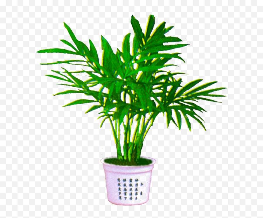 Download Free Png Palm Plant Image - Houseplant,Plant Transparent Background