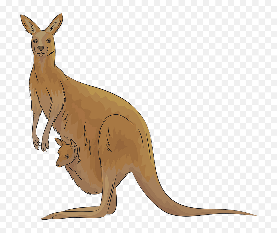 Kangaroo Clipart Free Download Transparent Png Creazilla - Kangaroo Clipart,Kangaroo Transparent