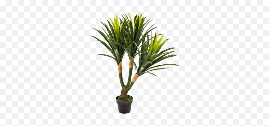 Nieuwkoop Europe Yucca Tree - Houseplant Png,Yucca Png