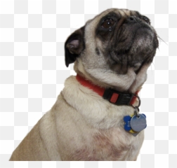 Download Thug Life Pug Png Free - Pug Sitting Png Pug,Pug Png