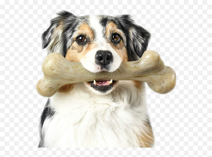 Interactive Dog Toys Chews Cat Pet - Dog Chewing On A Bone Png,Pets Png