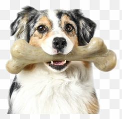 Interactive Dog Toys Chews Cat Pet - Dog Chewing On A Bone Png,Pets Png