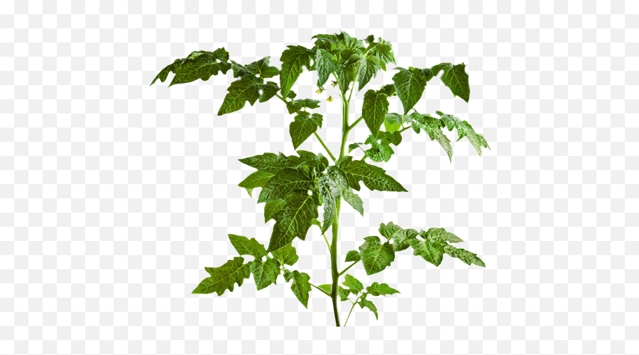 Download Part Of Tomato Plants Leaf - Transparent Tomato Tree Png,Tomato Plant Png
