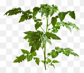 Download Part Of Tomato Plants Leaf - Transparent Tree Png