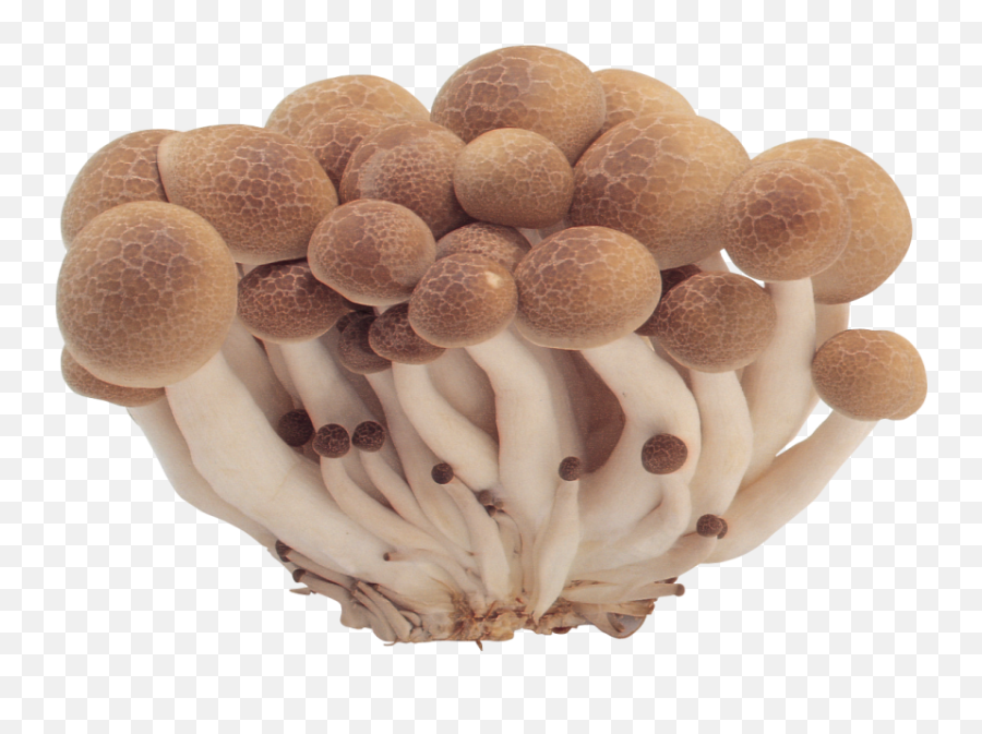 Png - Mushrooms Png,Mushroom Transparent