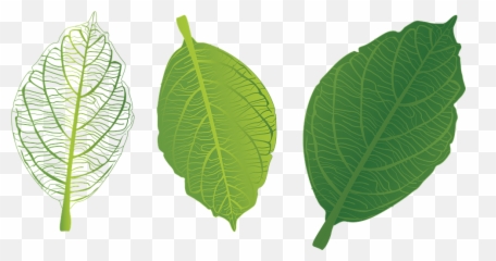 Green Leaf Veins Trang - Green Leaf With Veins Png,Veins Png