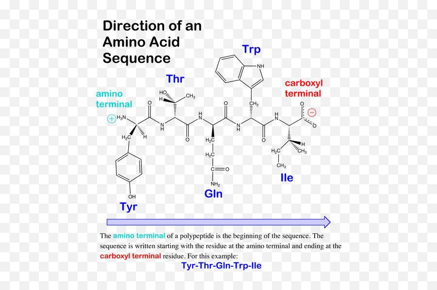 Difference Between Polypeptide And Protein - Keratin Amino Acid Structure Png,Protein Png