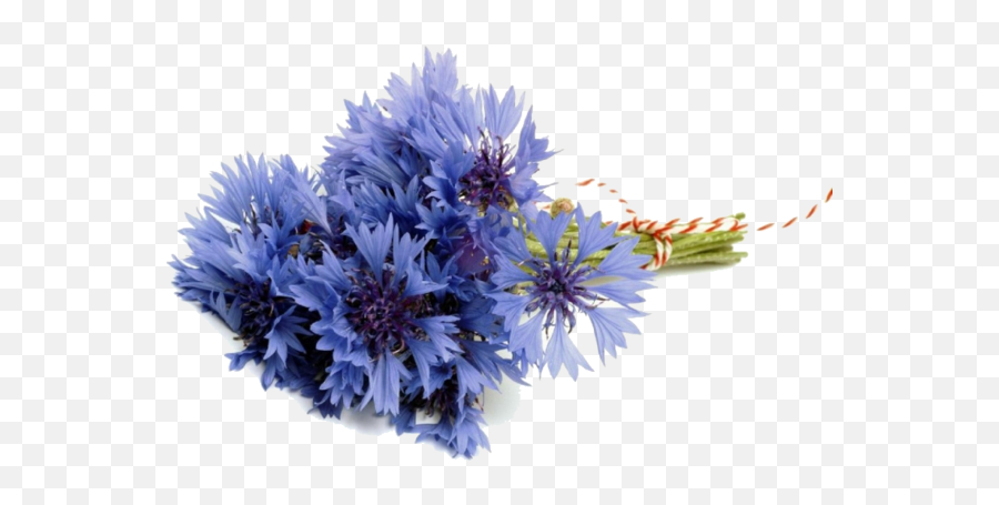 Flower Bouquet Cornflower Blue For Valentines Day Png Flowers Transparent