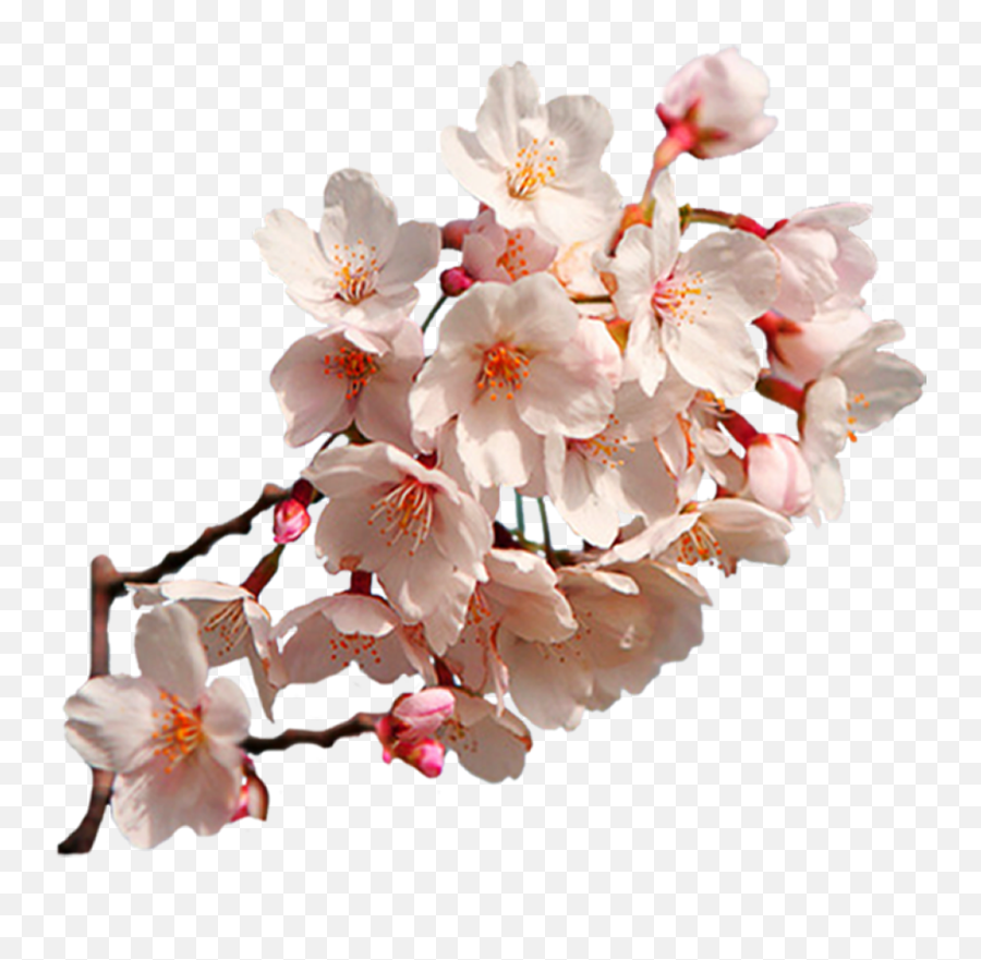 Cherry Blossom Png - East Asian Art Cherry Blossom Png,Sakura Flower Png