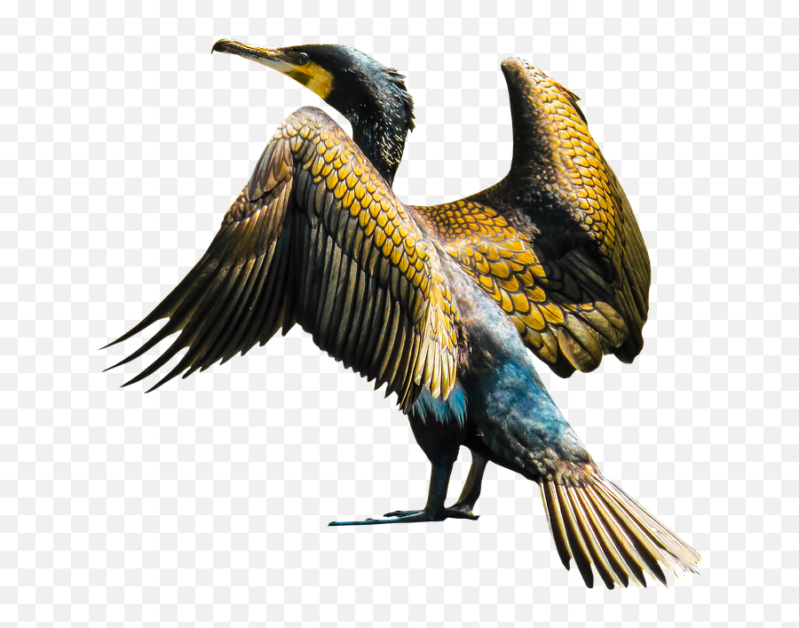 Golden Wings Png - Cormoran Png,Bird Wings Png