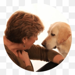 Dog Bite Prevention Webinar Series - Good Pro Labrador Retriever png