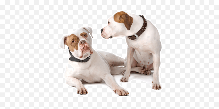 American Bulldog Puppies For Sale In Colorado - Adoptapetcom Martingale Png,British Icon Bulldogs