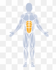 The Program - Aimsworx Standing Back Strengthening Exercises Png,Abs Png