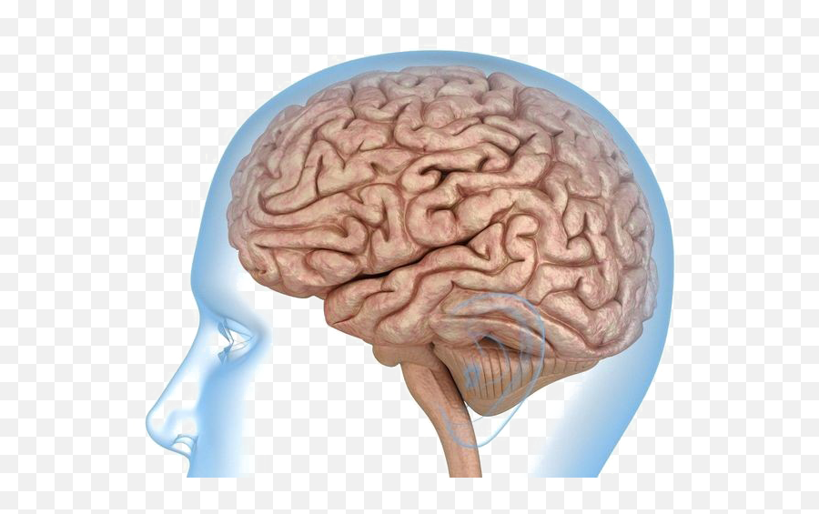 Human Brain Anatomy Body Knee - Model Of Human Brain Png,Human Brain Png