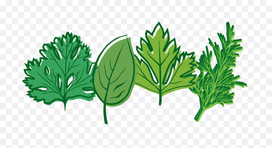 Download Free Png Herbs Picture - Herb Clipart Png,Herbs Png