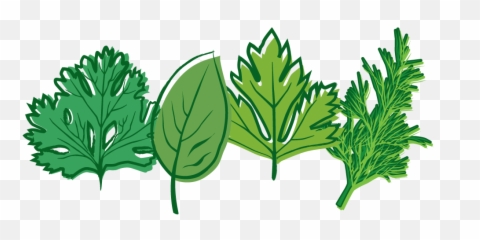 Download Free Png Herbs Picture - Herb Clipart Png,Herbs Png