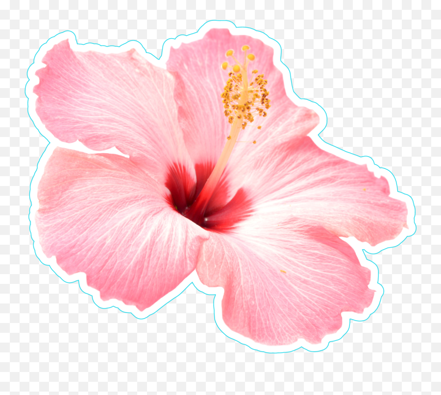 Hawaiian Flower Png - Pink Hibiscus Flower Png Transparent Pink Hibiscus  Flower Png,Hawaiian Flowers Png - free transparent png images 
