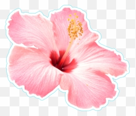 Hawaiian Flower Png - Pink Hibiscus Flower Png Transparent Pink Hibiscus Flower Png,Hawaiian Flowers Png