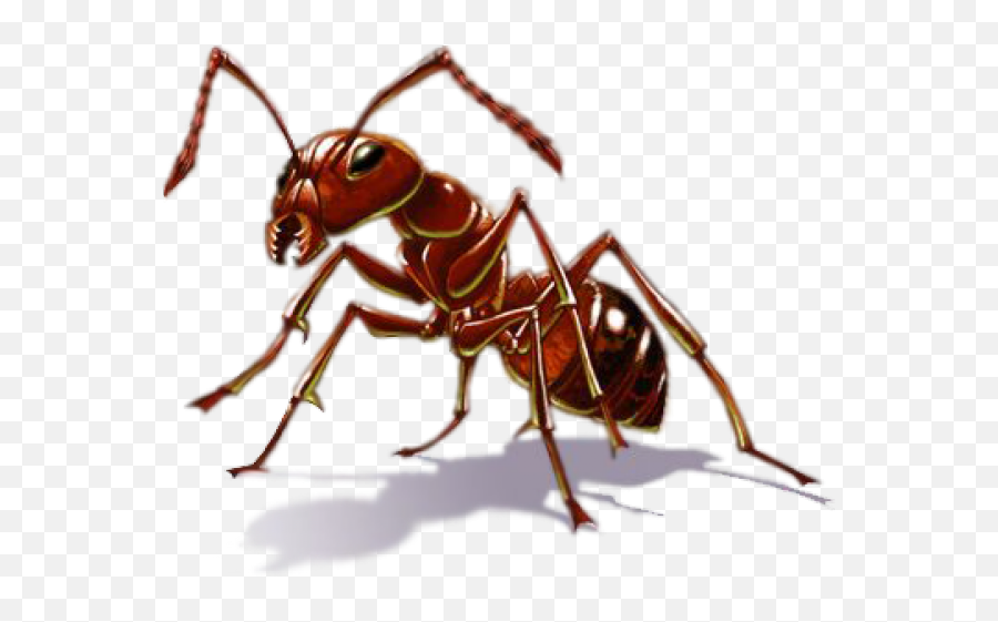 Ant Png Transparent Images 1 - 385 X 305 Webcomicmsnet Pest Control,Ant Png