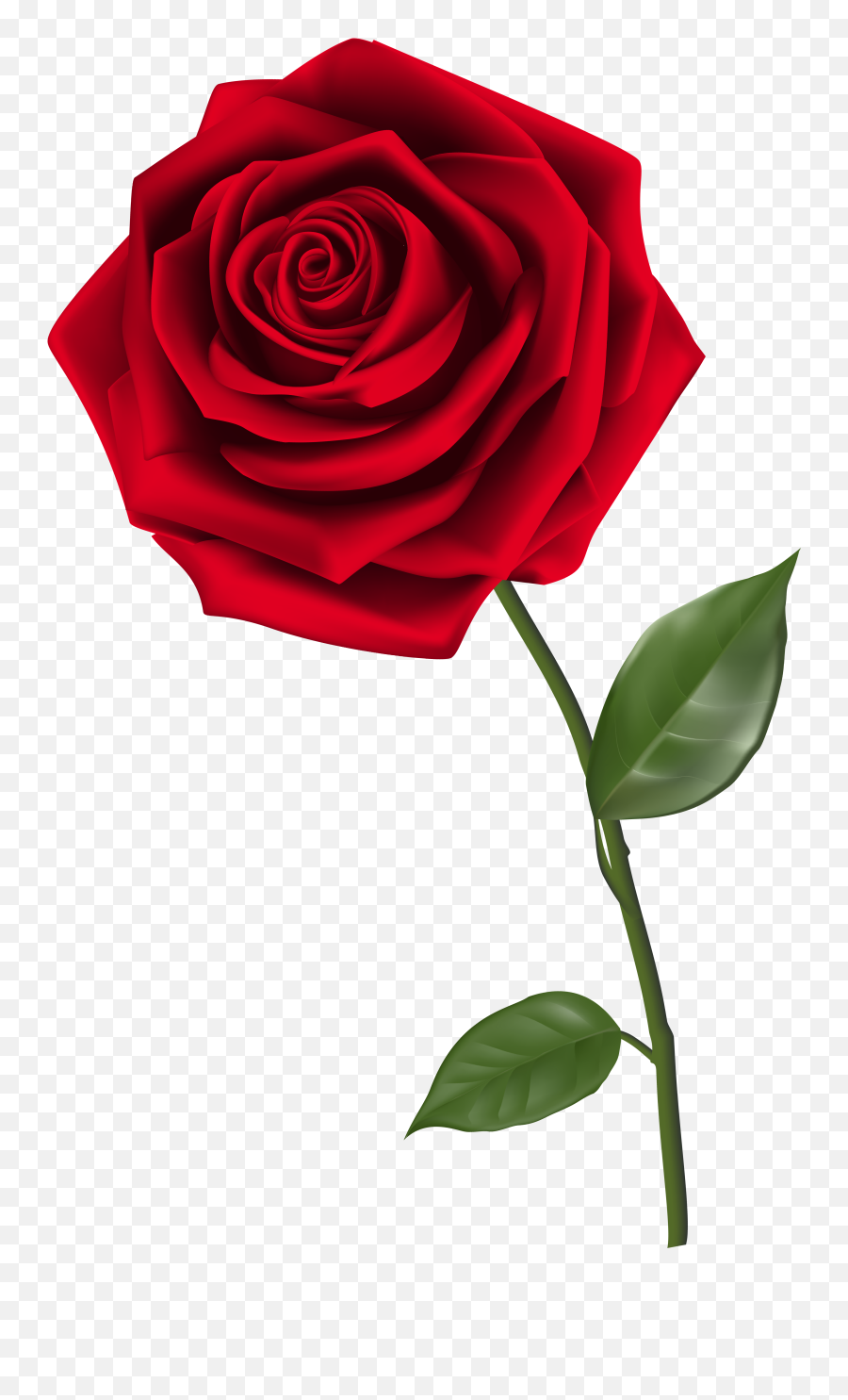 Rose Png Transparent Free - Transparent Background Red Rose Png,Flower Png