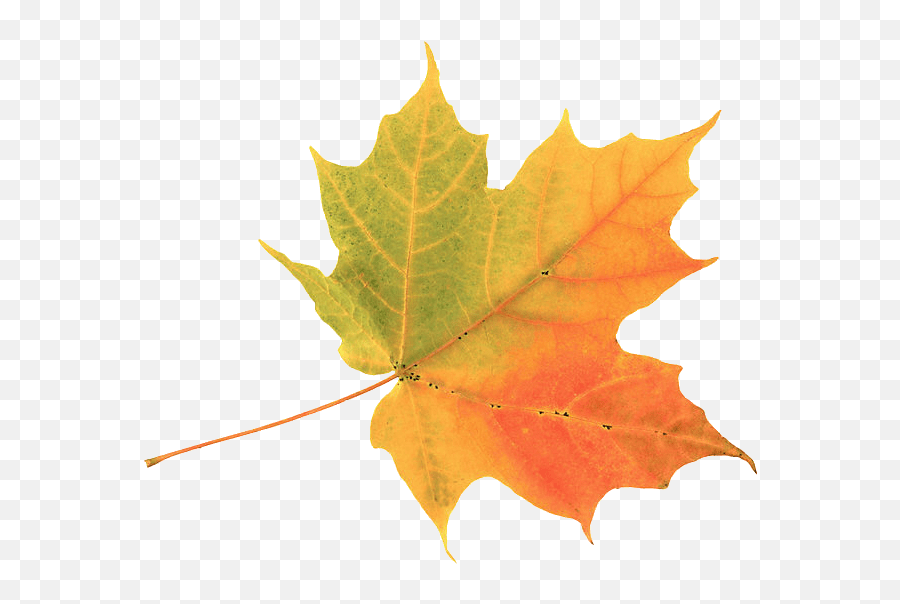 Download Gold - Leaf Autumn Leaf Png Image With No Simple Autumn Leaf,Gold Leaf Png