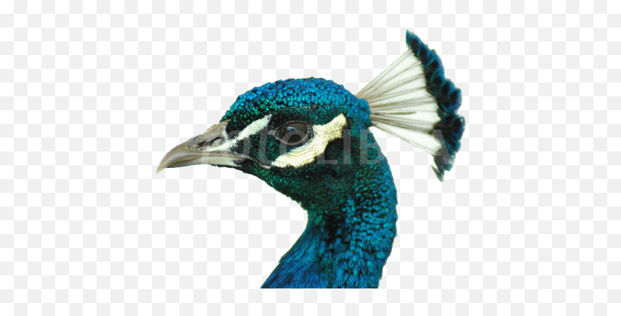 Peacock Png Image File Head