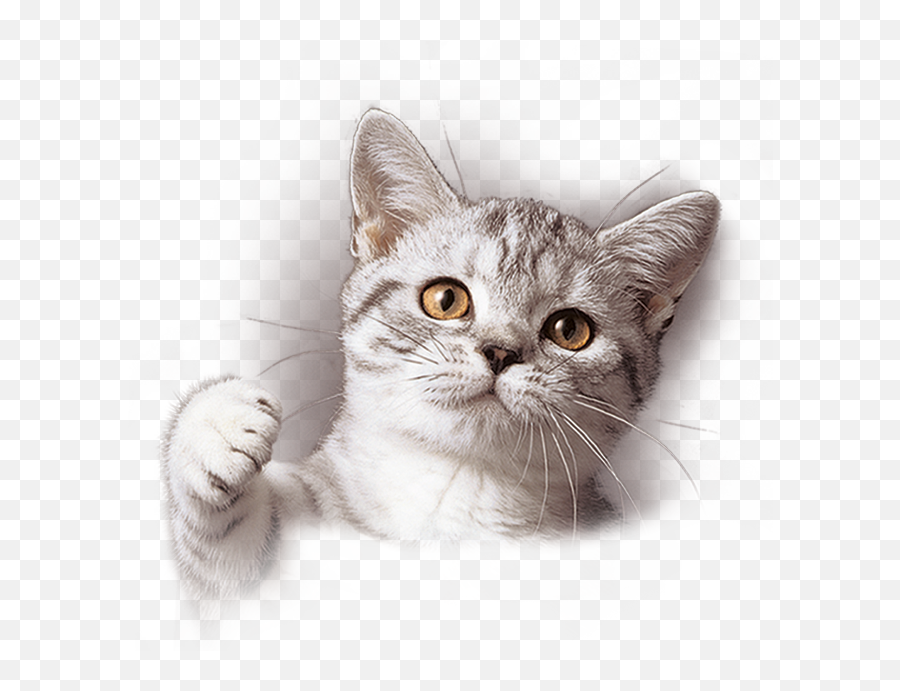 Whiskas Australia Cat Breeds - Whiskas Cat Png,Cute Cat Png