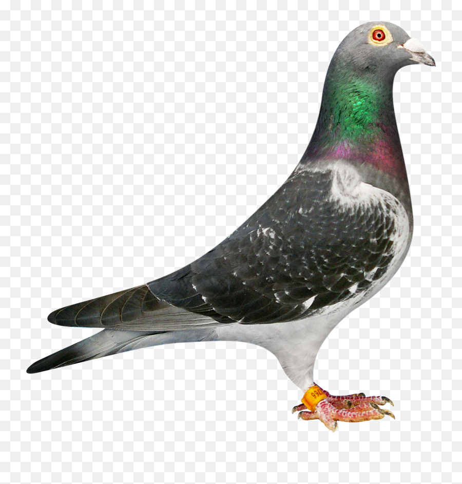 Eric Higginbottom An Exceptional Performance From Falaise - Racing Pigeon Pic Background Png,Pigeon Png