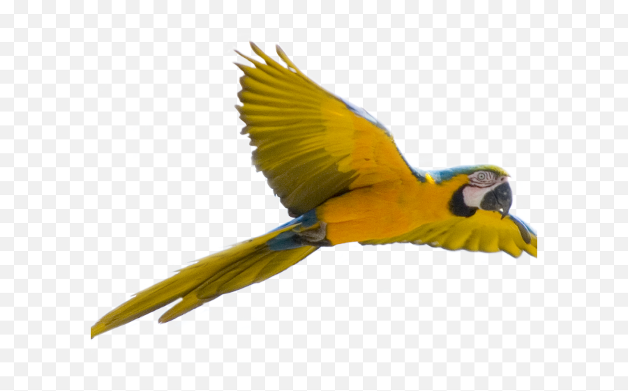 Parrot Clipart Face - Bird Flying Transparent Background Png,Bird Flying Png