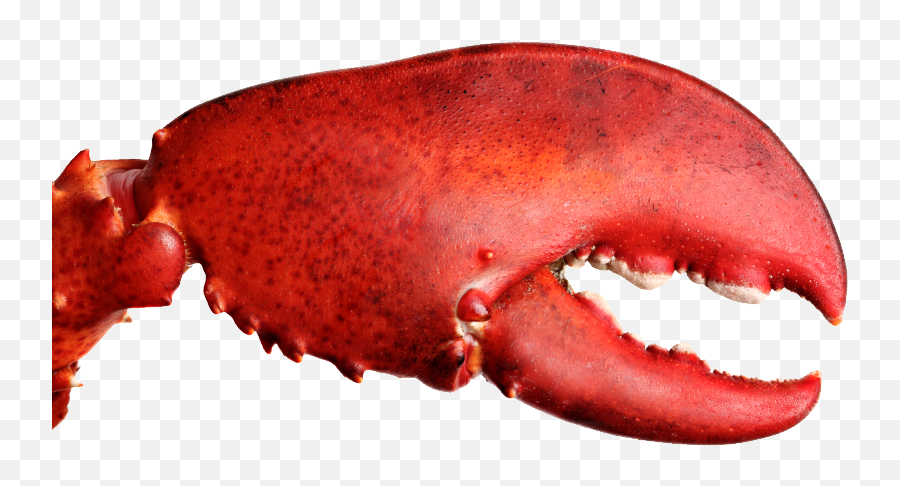 Crab Claw - Lobster Claw Png,Crab Transparent Background