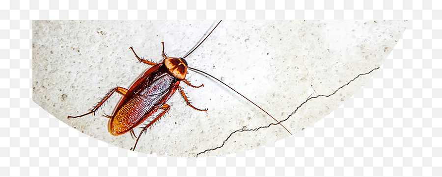 Download Hd Photos Of Termidor Roach Control - Kecoa Cockroach Png,Roach Png