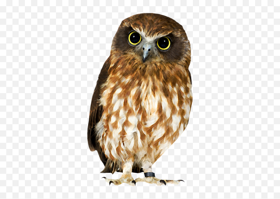 Png Owl - Owl Images With White Background,Owl Transparent
